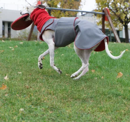 GREYHOUND SOFTSHELL DOG COAT   NECK WARMER / MADE TO ORDER